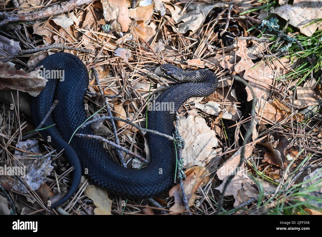 La víbora en mayo. Una serpiente en un parque nacional está bajo protección confiable. Foto de stock