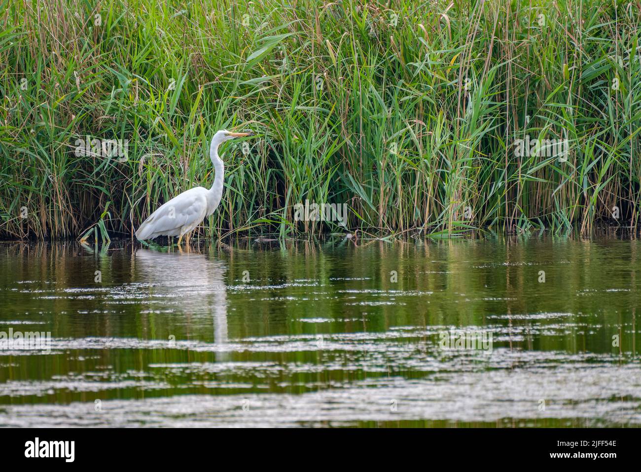 Una sola Garza Blanca, Garza Blanca en busca de comida en el agua con cañas de agua fresca en el fondo Foto de stock