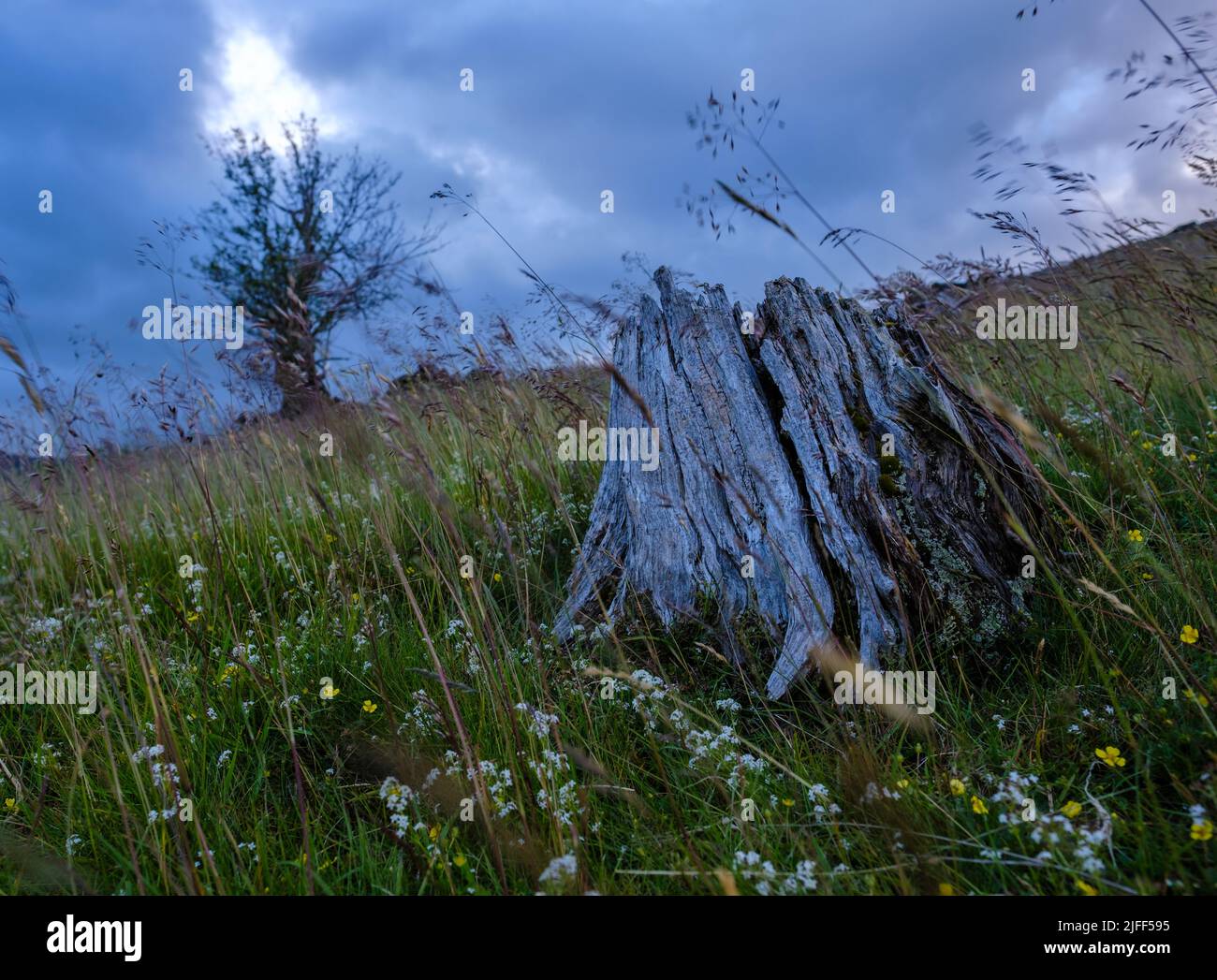 Un yermo Moorland Wilderness en Un día de viento Foto de stock