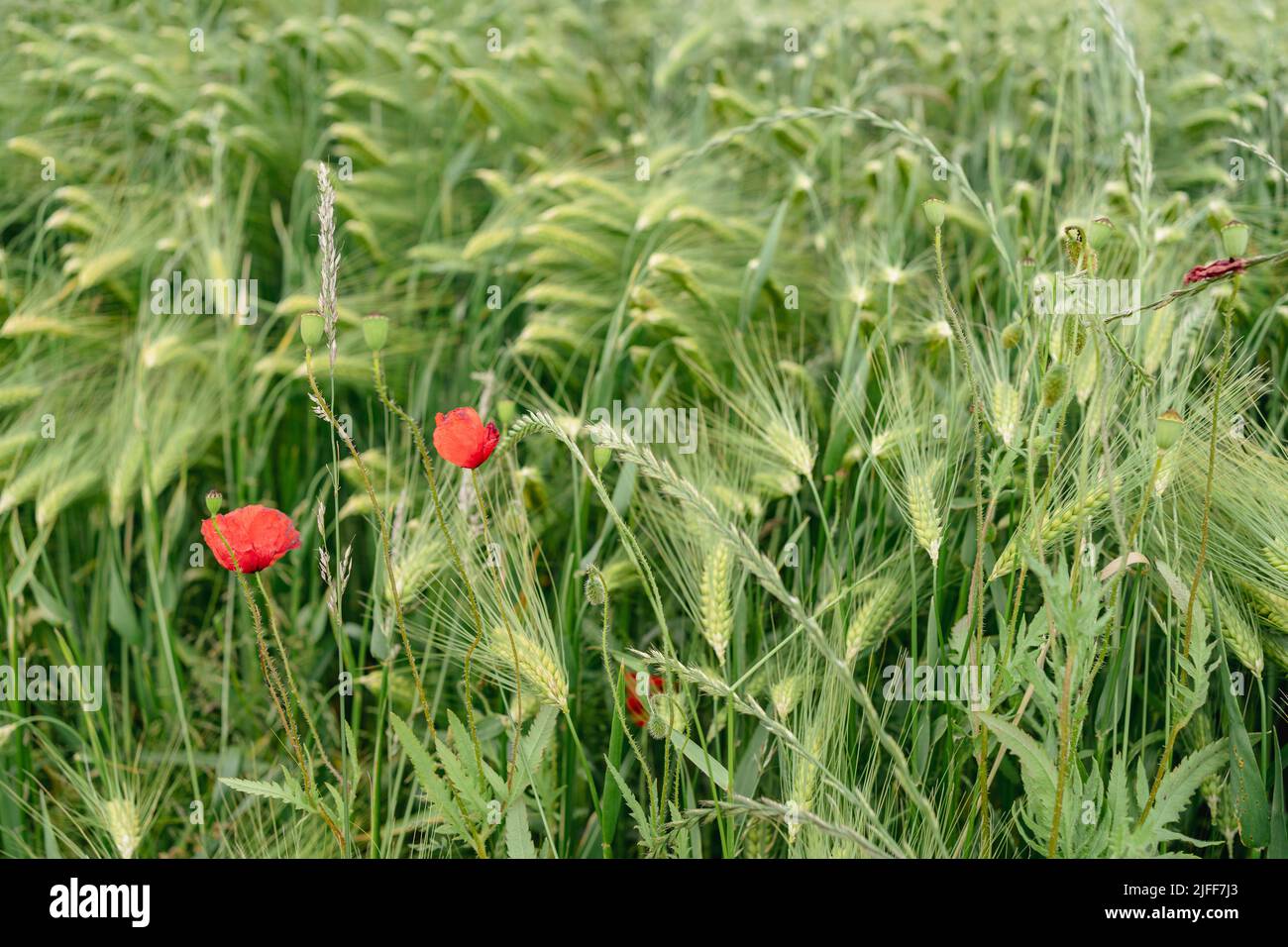 Campos en verano. Flores frescas de mazorcas verdes de trigo y amapolas. Foto de stock
