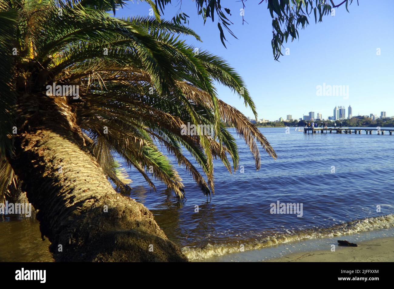 Palmera dátil colgando sobre el río Swan, Maylands, con el distrito central de negocios de Perth en el horizonte, Perth, Australia Occidental Foto de stock