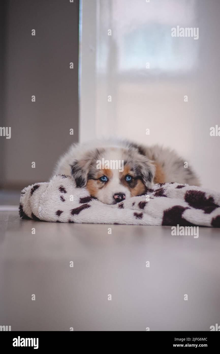 Cansado pastor australiano perrito descansa en su manta y disfruta de la tierra de ensueño. El perrito blanco y negro y marrón parece aburrido y espera algo de acción. Foto de stock