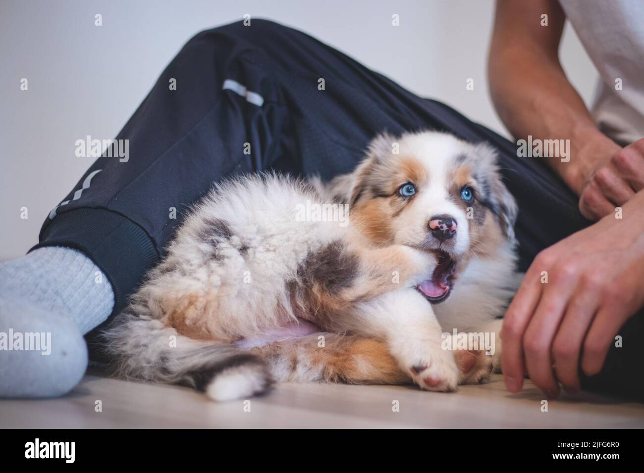 Cansado pastor australiano perrito descansa en su manta y disfruta de la tierra de ensueño. El perrito blanco y negro y marrón parece aburrido y espera algo de acción. Foto de stock