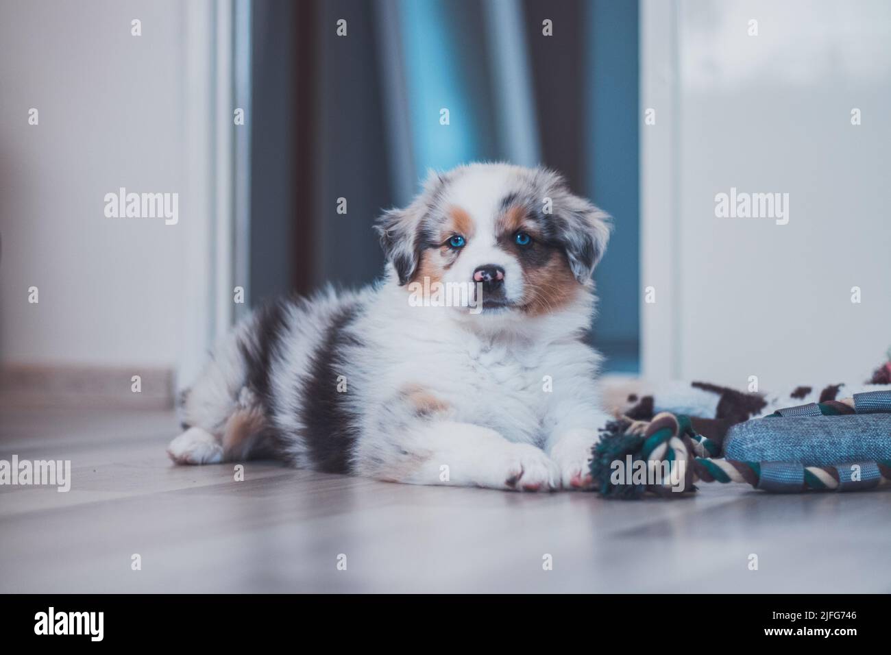 Cansado pastor australiano perrito descansa en su manta y disfruta de la tierra de ensueño. El perrito blanco y negro y marrón parece aburrido y espera algo de acción. Foto de stock