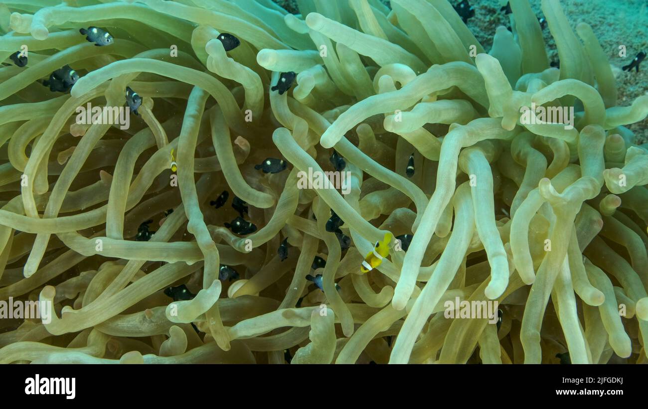 Bebé payaso y la escuela de Damsel peces nadan en Bubble Anemone. Amonefish del Mar Rojo (Amphiprion bicinctus) y Dascyllus trima Foto de stock
