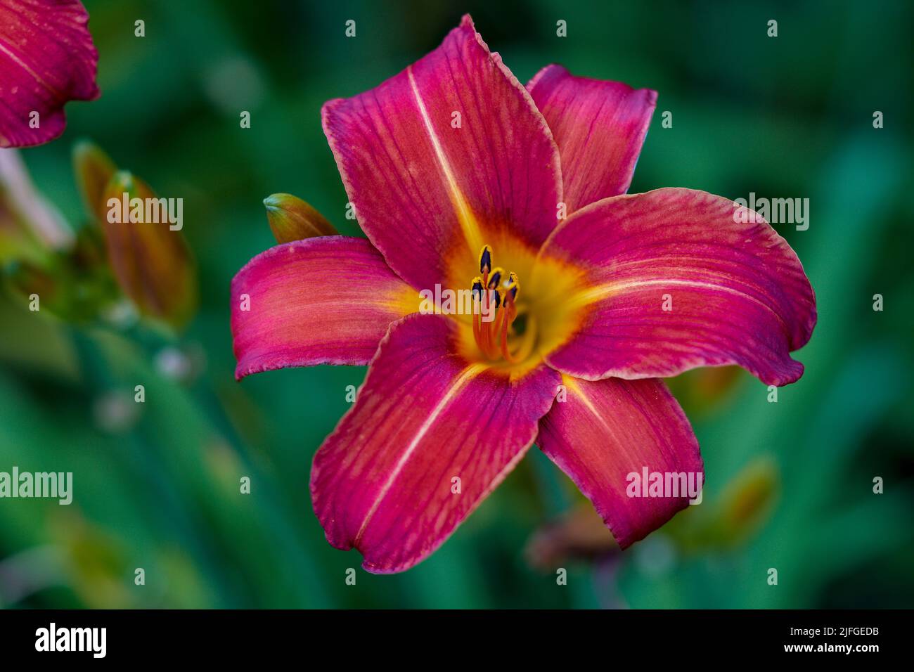 Día colorista lirio flor cerca Hemerocallis Foto de stock