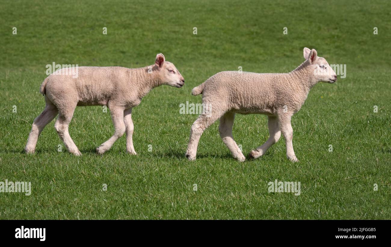 Dos corderos jóvenes caminando por un campo en Yorkshire en un día soleado Foto de stock