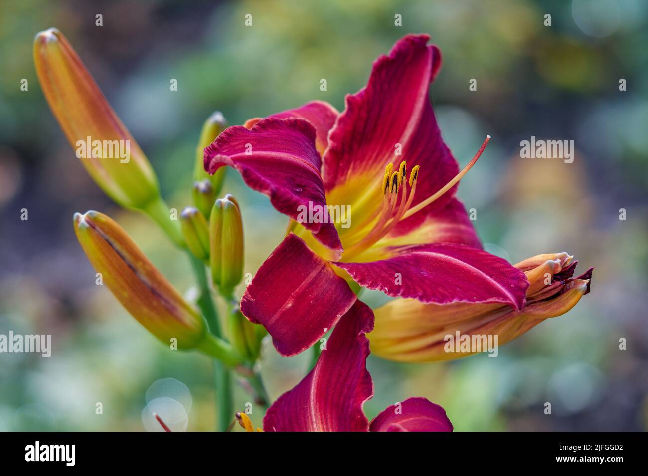 Día colorista lirio flor cerca Hemerocallis Foto de stock