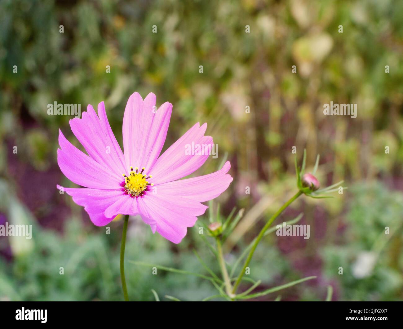 flor rosa sobre un fondo de hojas borrosas con un lugar vacío para insertar, un fondo natural hermoso Foto de stock