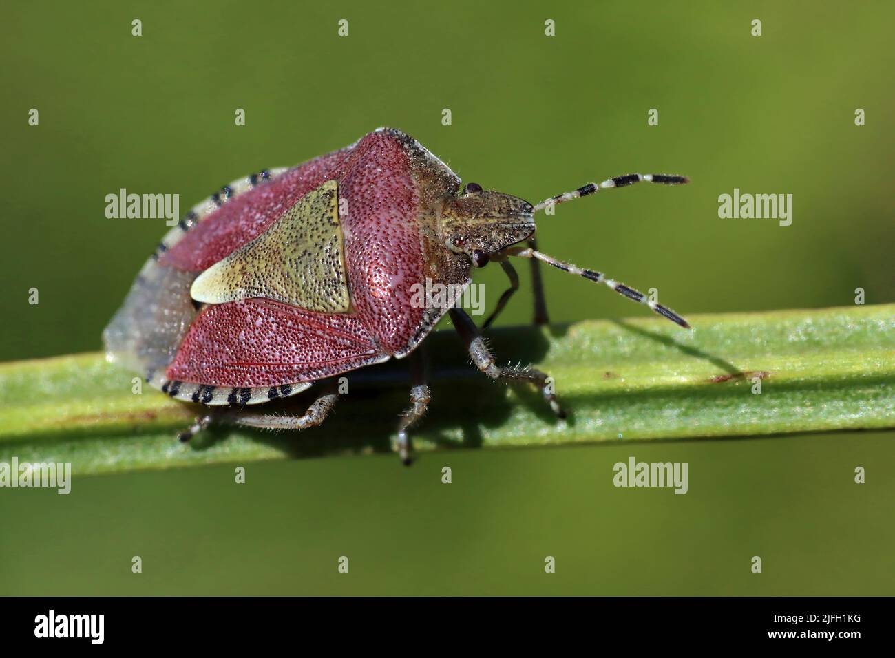 Sloe Bug Dolycoris baccarum Foto de stock