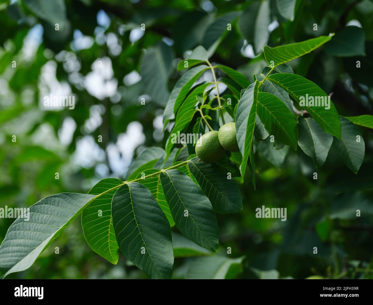 Nueces inmaduras creciendo en un árbol de nogal. Primer plano. Foto de stock