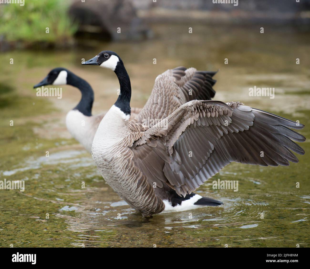 Gansos canadienses pareja con sus alas esparcidas en el agua mostrando sus alas esparcidas, plumas marrones, cuerpo, cabeza, cuello en su ambiente de hábitat Foto de stock