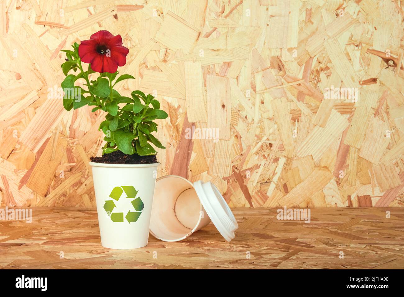Recicle el logotipo en la taza de papel que se está reutilizando como una maceta de flores como concepto para la sostenibilidad y la conciencia de los problemas ambientales y los recursos naturales Foto de stock