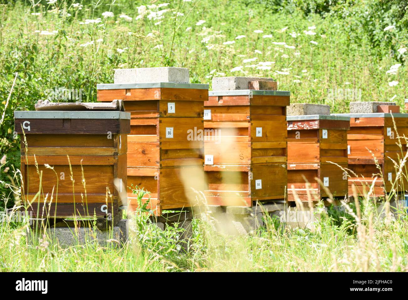 Colmenas de abejas en una granja apícola rural para producir miel Foto de stock