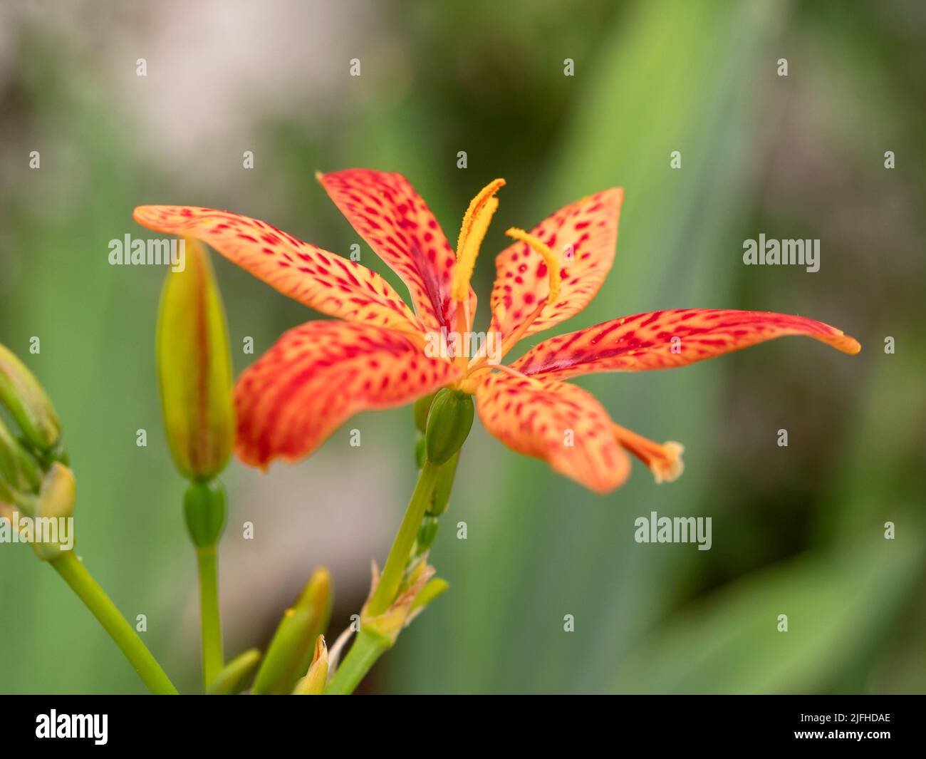 Primer plano de una encantadora flor de lirio naranja de mora Foto de stock