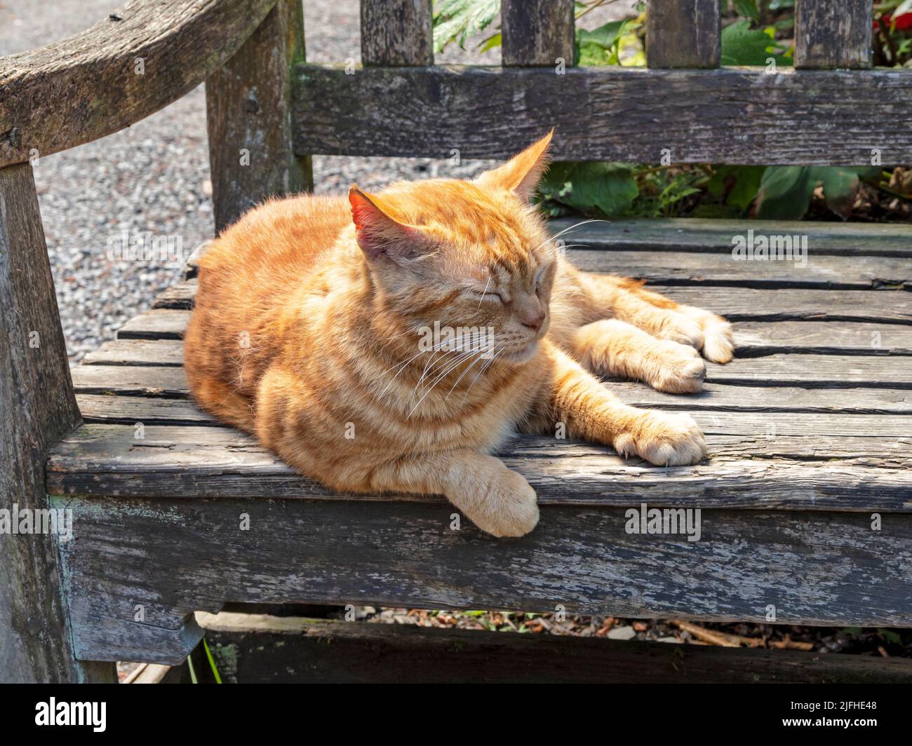 Ginger gato descansando en un banco de madera del parque Foto de stock