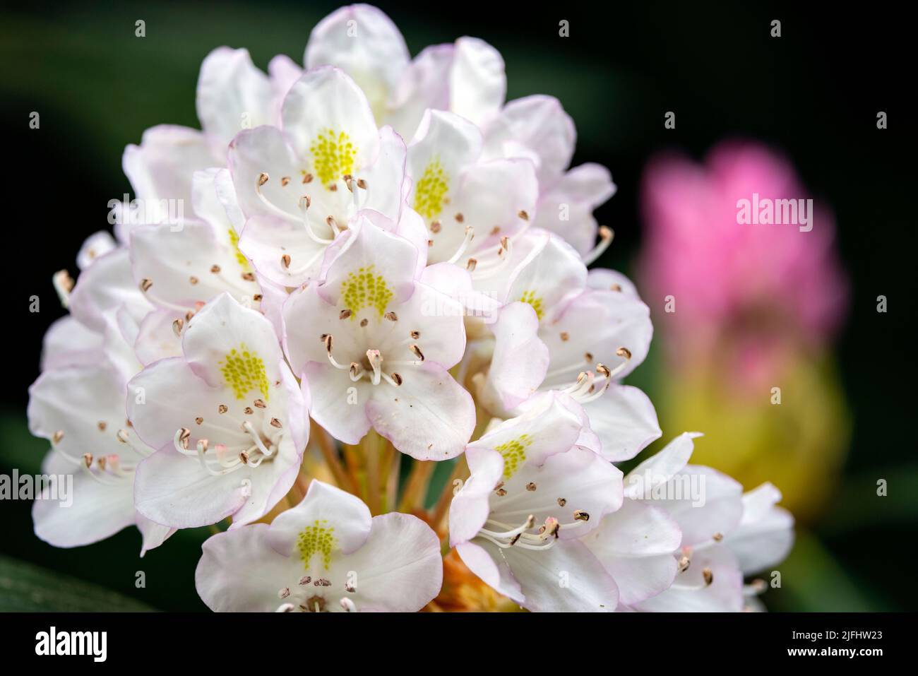 Great Laurel o Rhododendron salvaje (Rhododendron máximo) - Brevard, Carolina del Norte, Estados Unidos Foto de stock