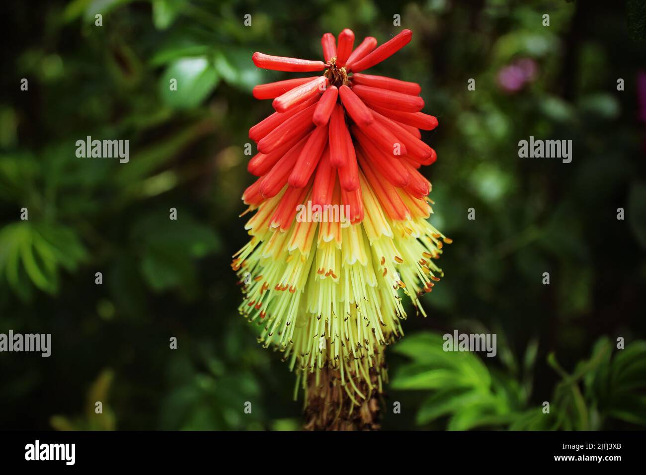 Una flor muy rara de póquer rojo caliente. Esta planta es a veces llamada  lirio de antorcha debido a la tapa roja. Esta es una flor de temporada,  rara en Inglaterra Fotografía