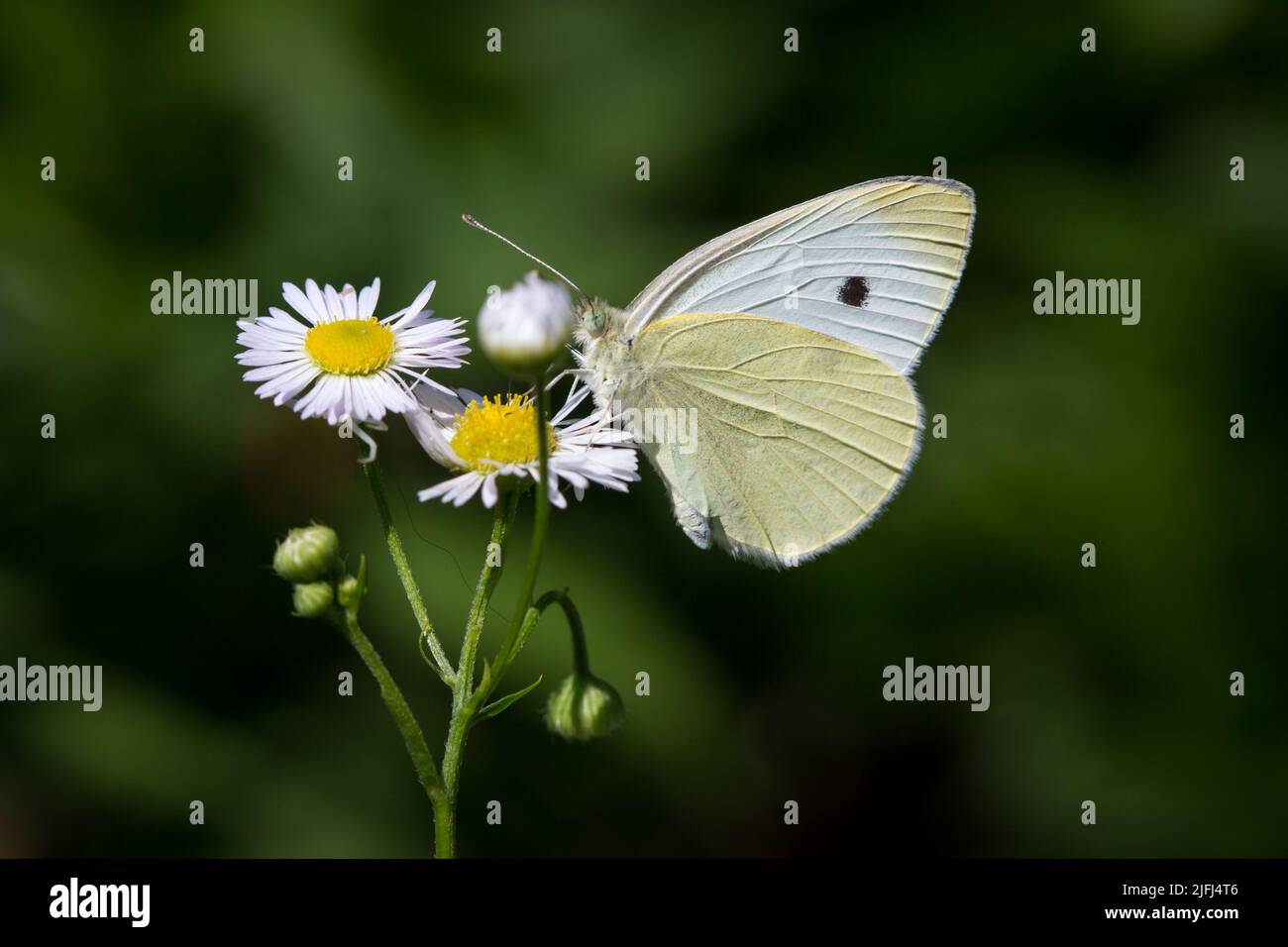 Repollo grande White Butterfly (Pieris brassicae) Foto de stock