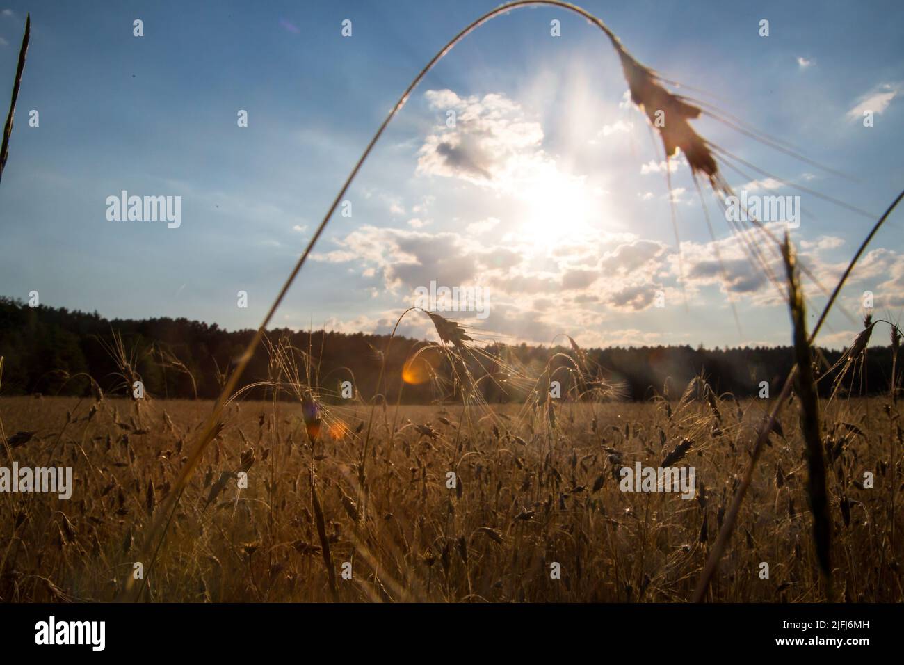Campo de maíz al sol de la tarde, ruta ciclista Oder-Neisse, Lausitz, Brandenburgo, Alemania Foto de stock