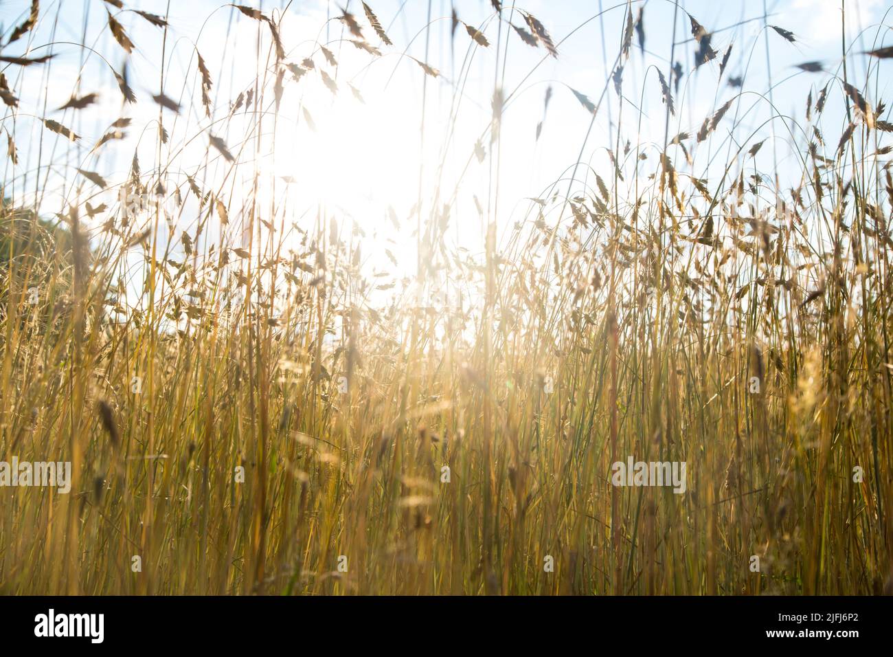 Campo de maíz al sol de la tarde, ruta ciclista Oder-Neisse, Lausitz, Brandenburgo, Alemania Foto de stock
