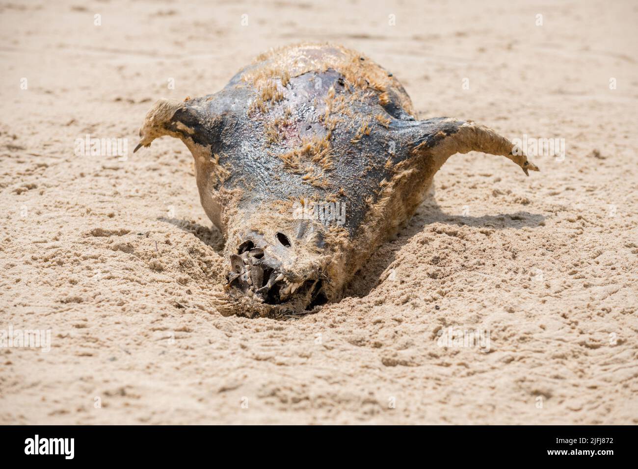 Cachorro muerto y en decadencia de Grey Seal en Horsey Beach, Norfolk, Inglaterra. Foto de stock