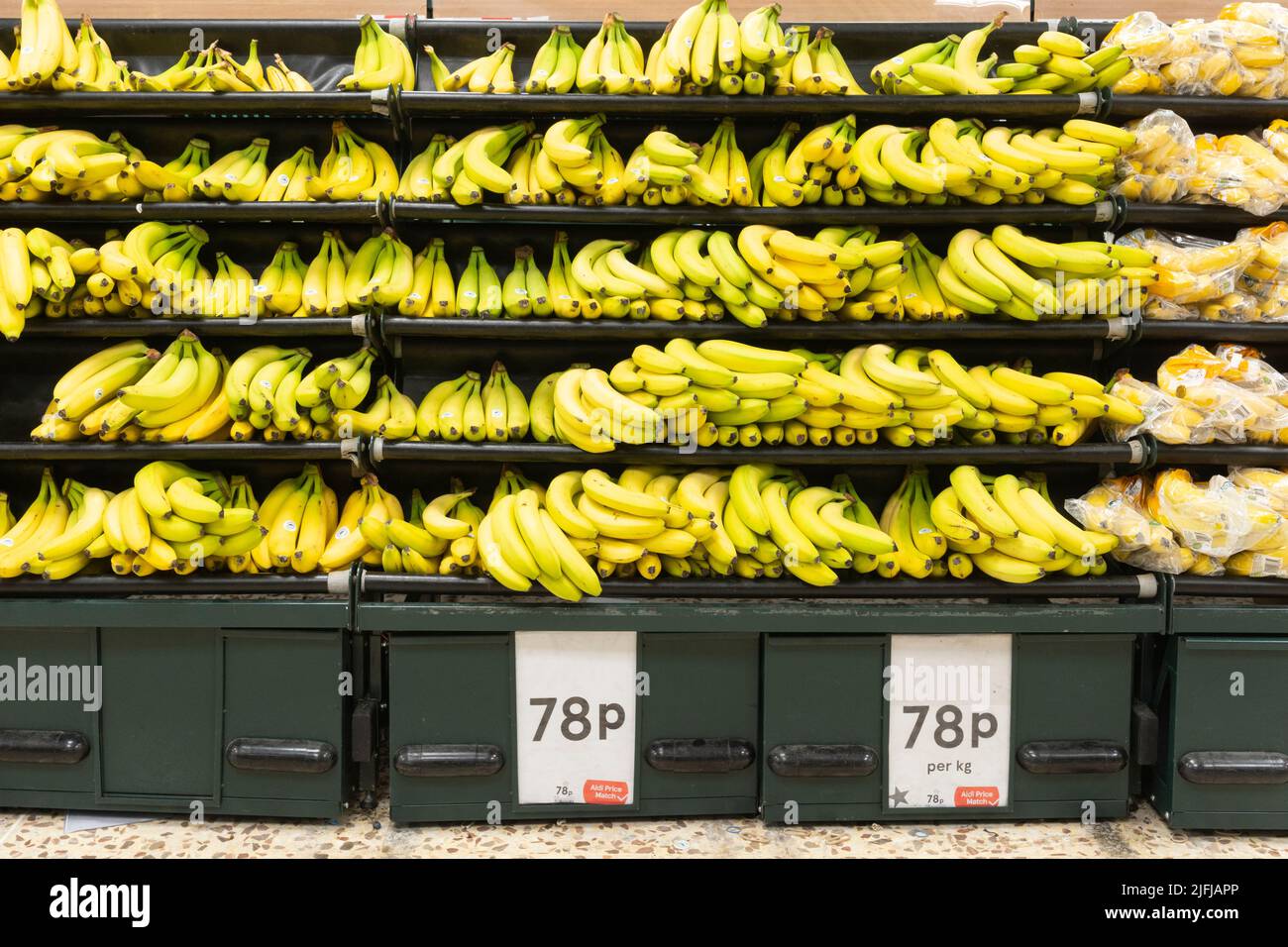 Racimos de plátanos verdes y amarillos maduros y parcialmente maduros en estantes para la venta (Cavendish cultivar) en un supermercado Tesco en Inglaterra en el Reino Unido Foto de stock