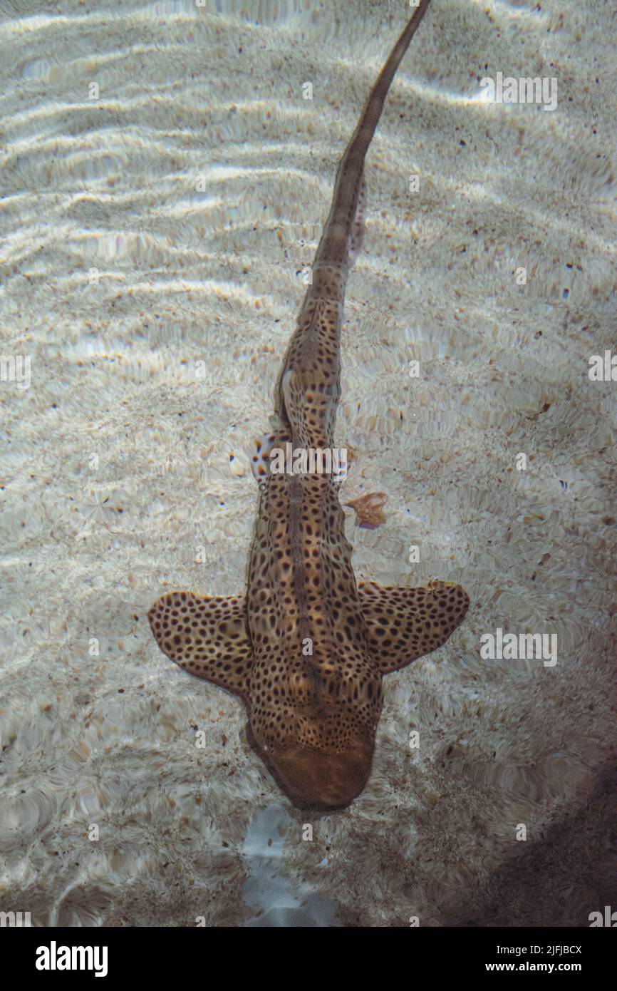 Tiburón cebra (Stegostoma fasciatum) nadando en aguas claras con fondo arenoso, en el tanque del Acuario de Baltimore. Foto de stock