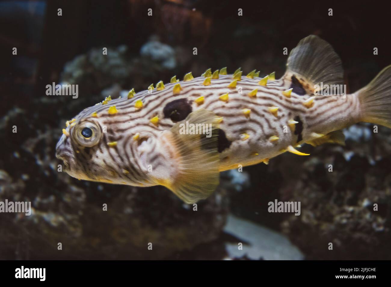 Cerca de un Spiny Box Puffer Fish en un acuario Foto de stock