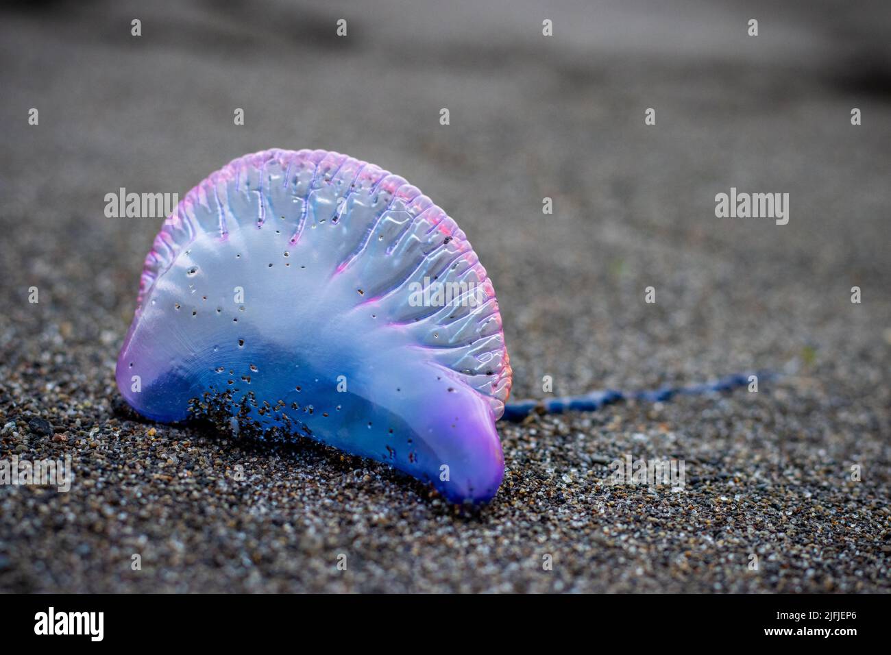 Interesante y peligroso animal en la playa, portugués man'o'war, hermosa medusa. Foto de stock