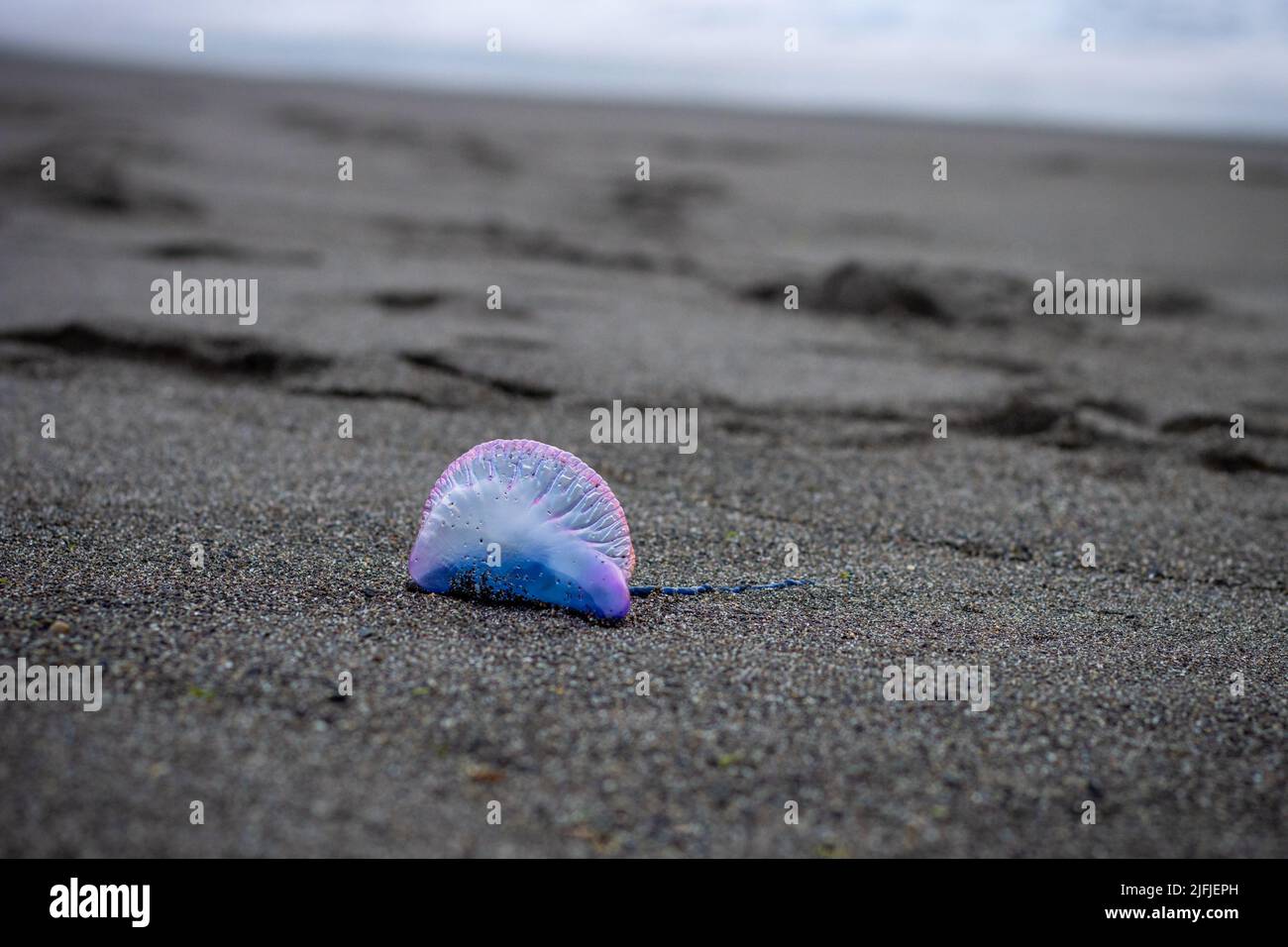 Interesante y peligroso animal en la playa, portugués man'o'war, hermosa medusa. Foto de stock