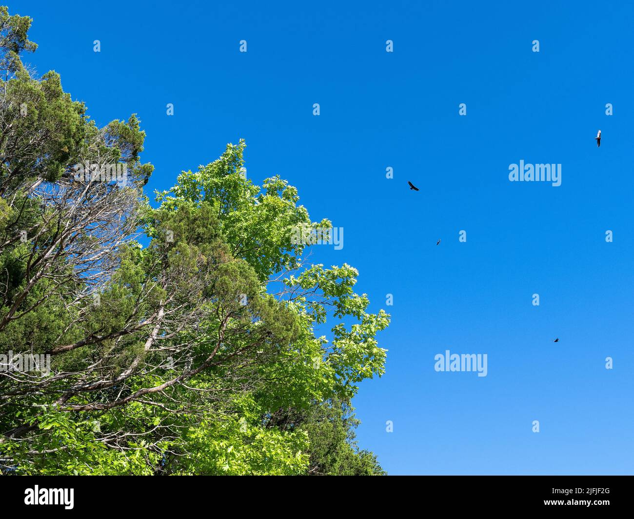 Pájaros rodeando un árbol Foto de stock