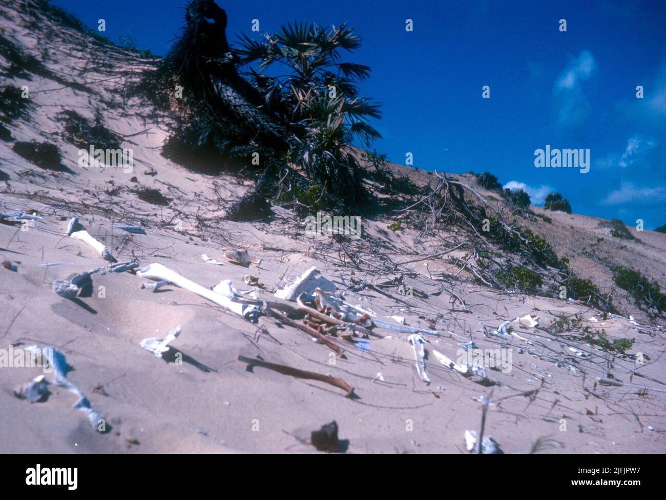Huesos humanos en las dunas, Shela Beach, Lamu 1965, Kenia Foto de stock