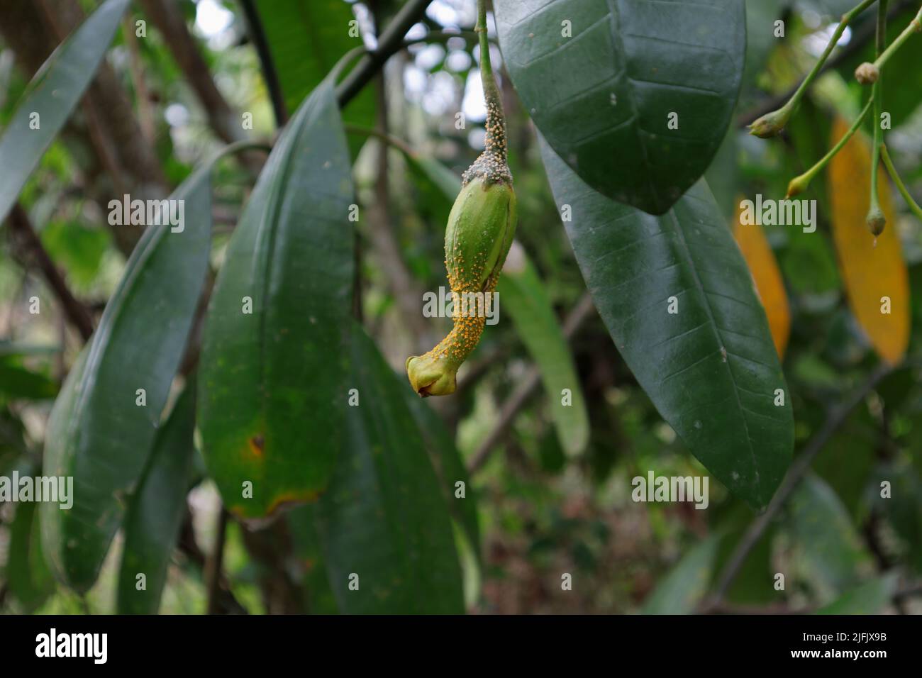 Primer plano de una rara forma y mutada Manzana de Eva o Fruta Prohibida (Divi Kaduru) cuelga bajo la rama con hojas Foto de stock