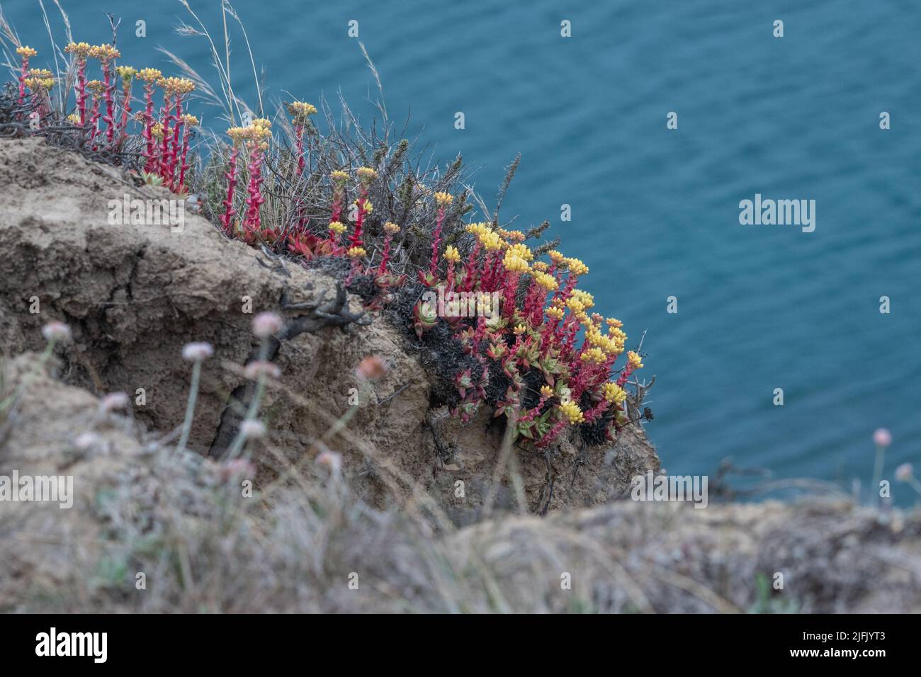 Lechuga salvaje del acantilado (Dudleya farinosa) Una suculenta que produce una hermosa flor salvaje que crece a lo largo de los acantilados costeros sobre el océano Pacífico en California. Foto de stock