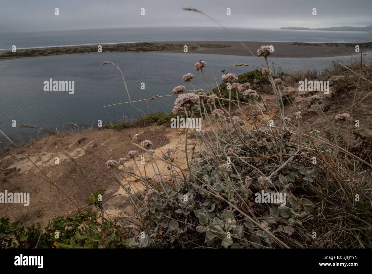 Alforfón costero o costero (Eriogonum latifolium) que crece en acantilados costeros con vistas al océano Pacífico en la costa de Point Reyes en California. Foto de stock