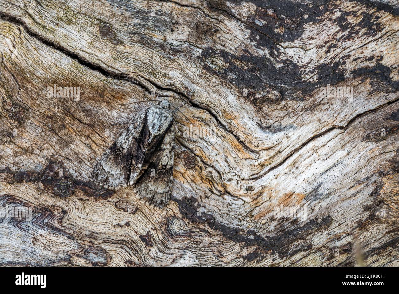 Alder Moth; Acronicta alni; Reino Unido Foto de stock