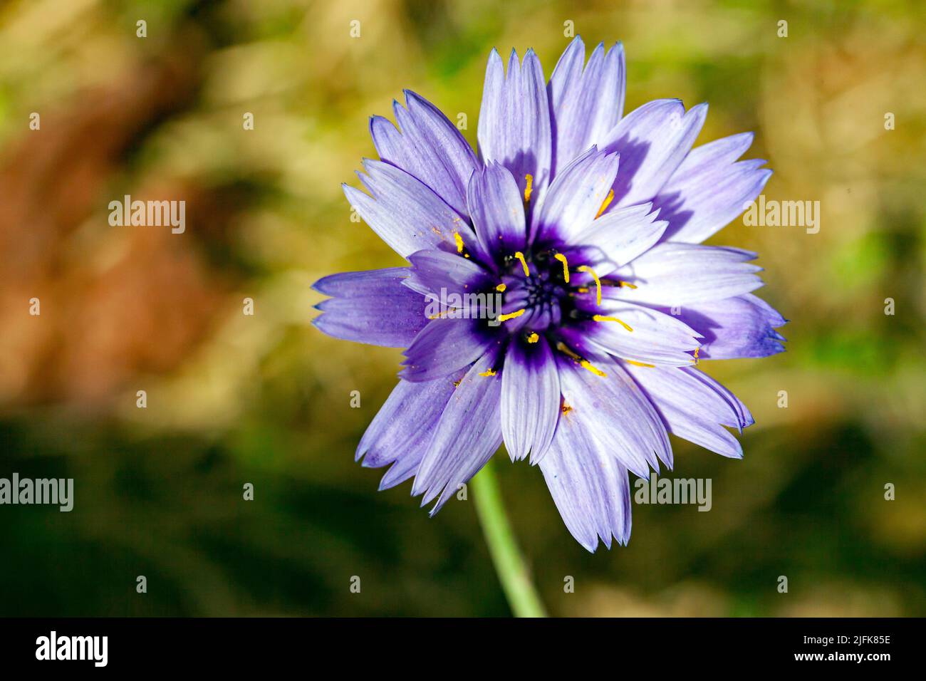 Macro imagen de una flor de caerulea de origen hundido. Foto de stock