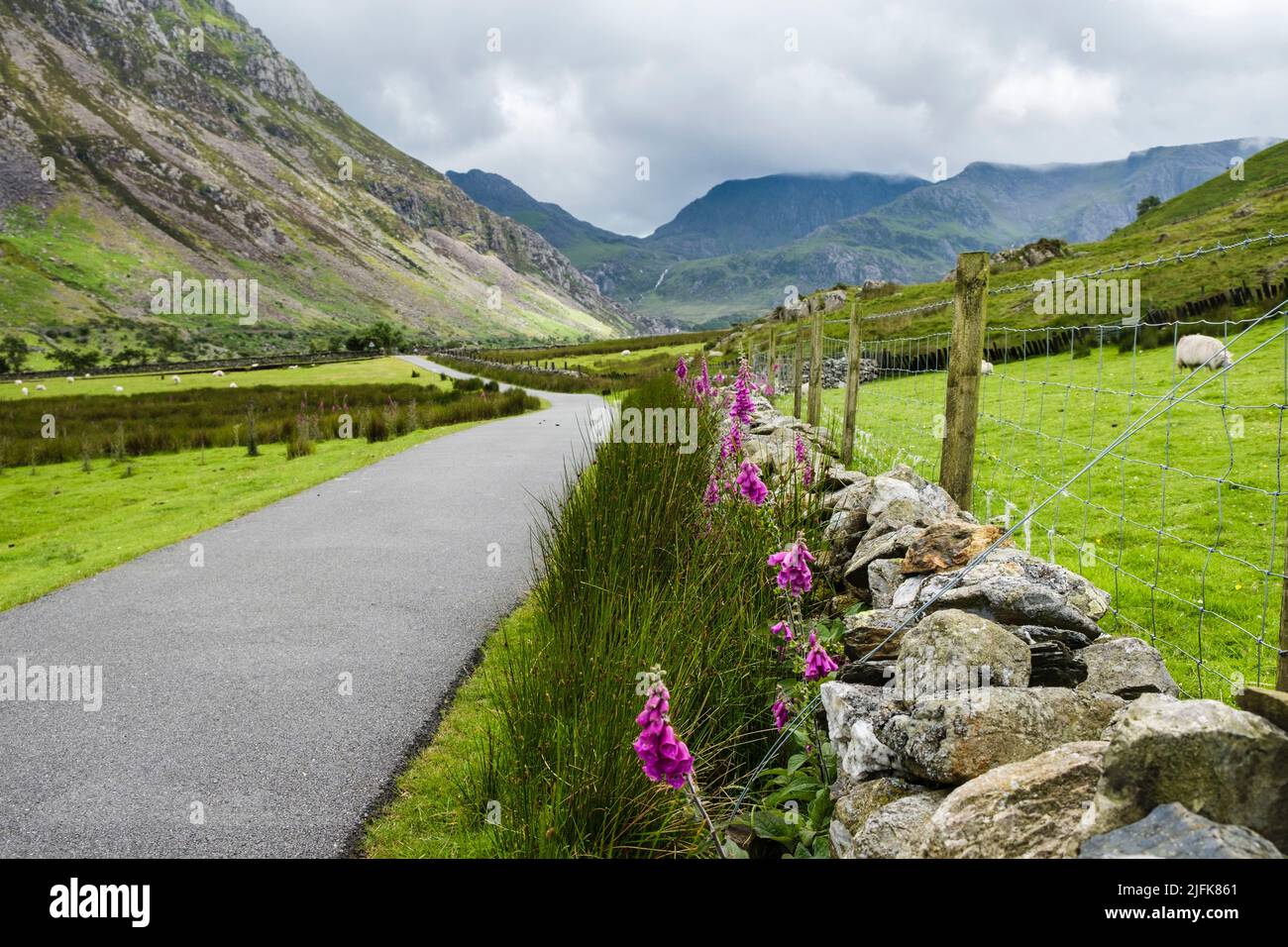 Guantes de foxguantes (Digitalis purpurea) floreciendo junto a una pared de piedra en la carretera de Nant Ffrancon con vistas a las montañas de Snowdonia. Gwynedd, Gales, Reino Unido Foto de stock