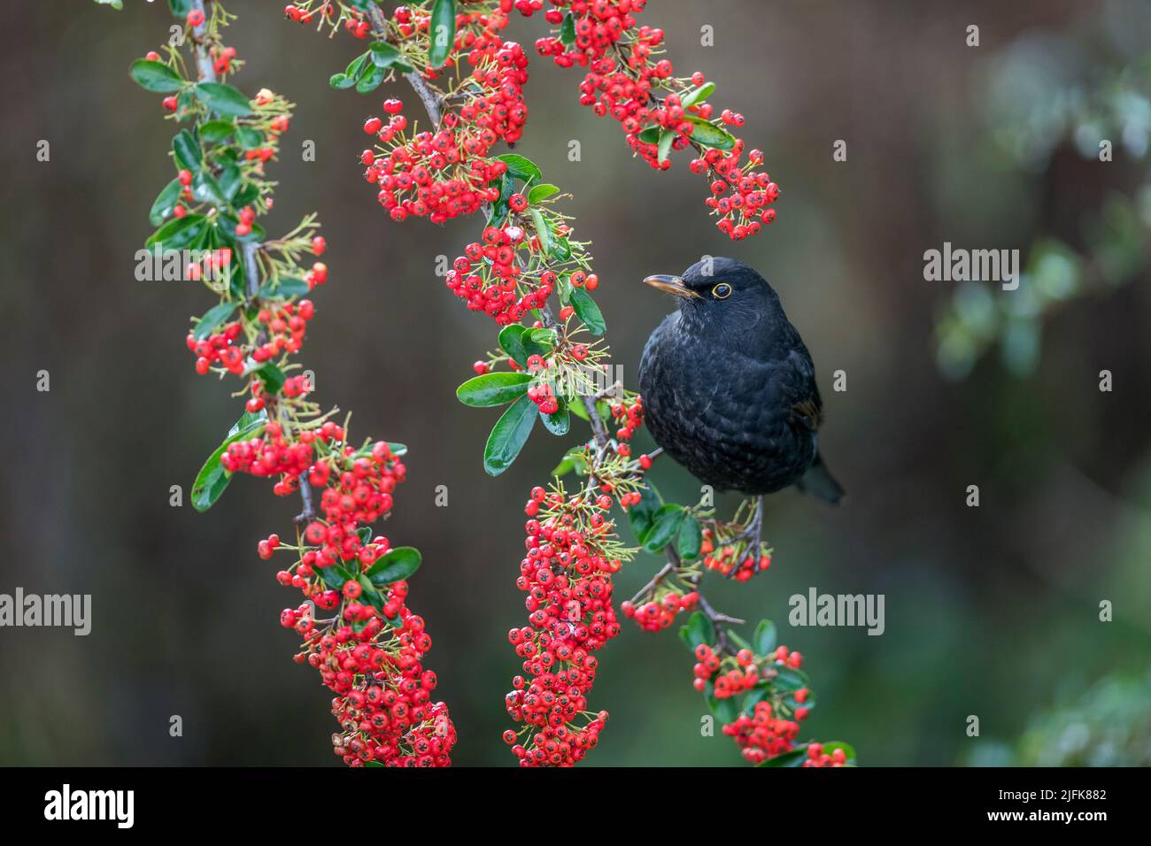 Blackbird, Turdus merula; Hombre en Pyracantha; Reino Unido Foto de stock