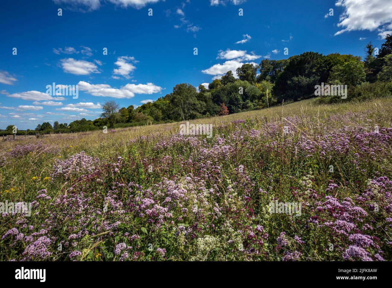 Broughton Down; Floración de mejorana silvestre; Hampshire; Reino Unido Foto de stock
