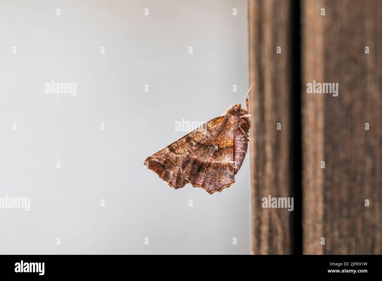Thorn Moth Temprano; Selenia dentaria; Hombre; Reino Unido Foto de stock