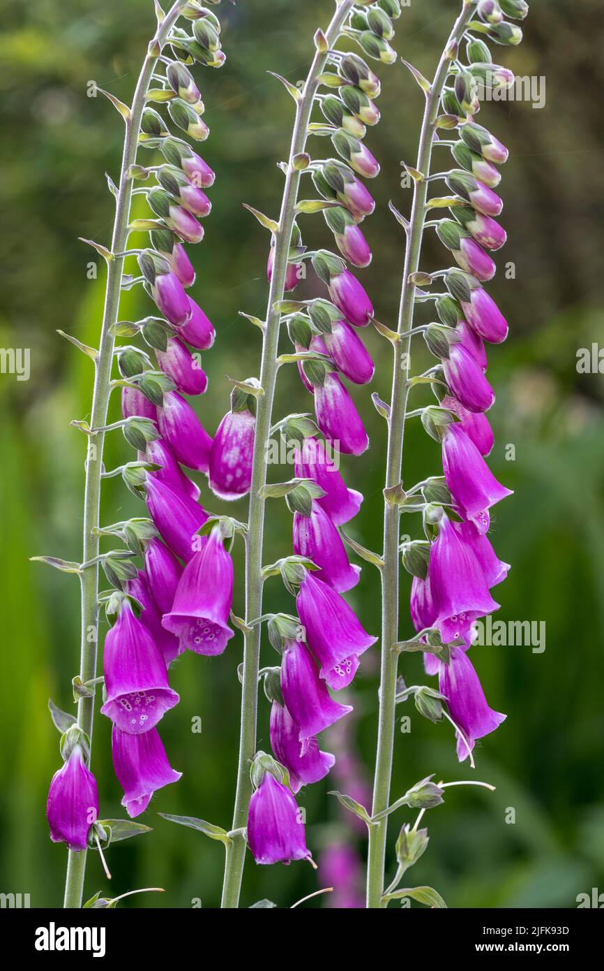 Foxglove; Digitalis purpurea; Flower; Reino Unido Foto de stock