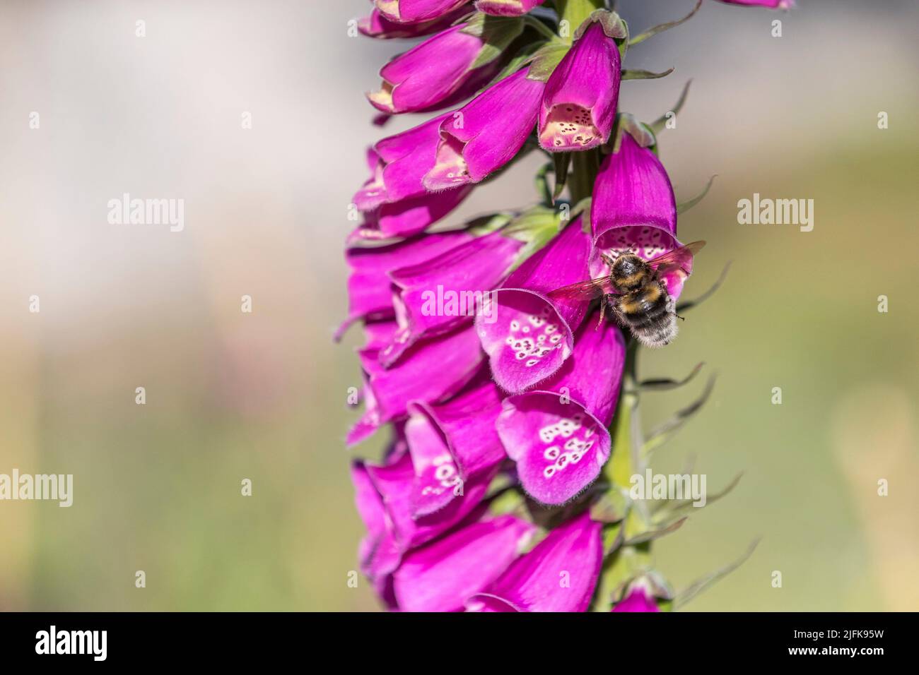 Jardín Bumblebee; Bombus hortorum; en Foxglove; Reino Unido Foto de stock