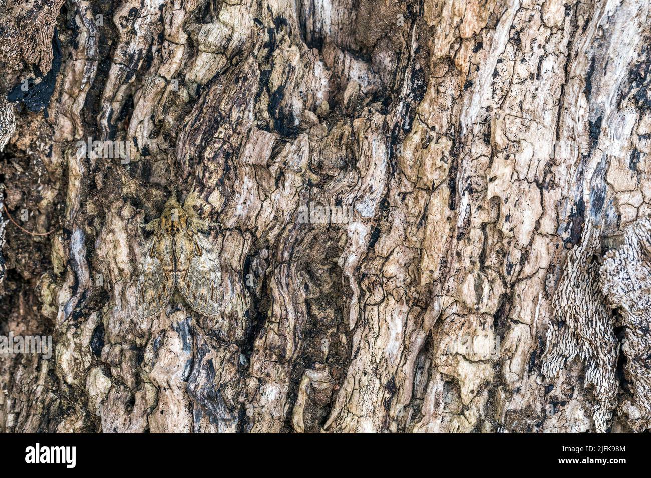 Gran Morth prominente; Peridea anceps; On Wood; Reino Unido Foto de stock