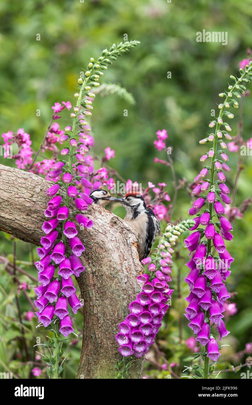 Great Spotted Woodpecker; Dendrocopos Major; Femenino y joven; Reino Unido Foto de stock