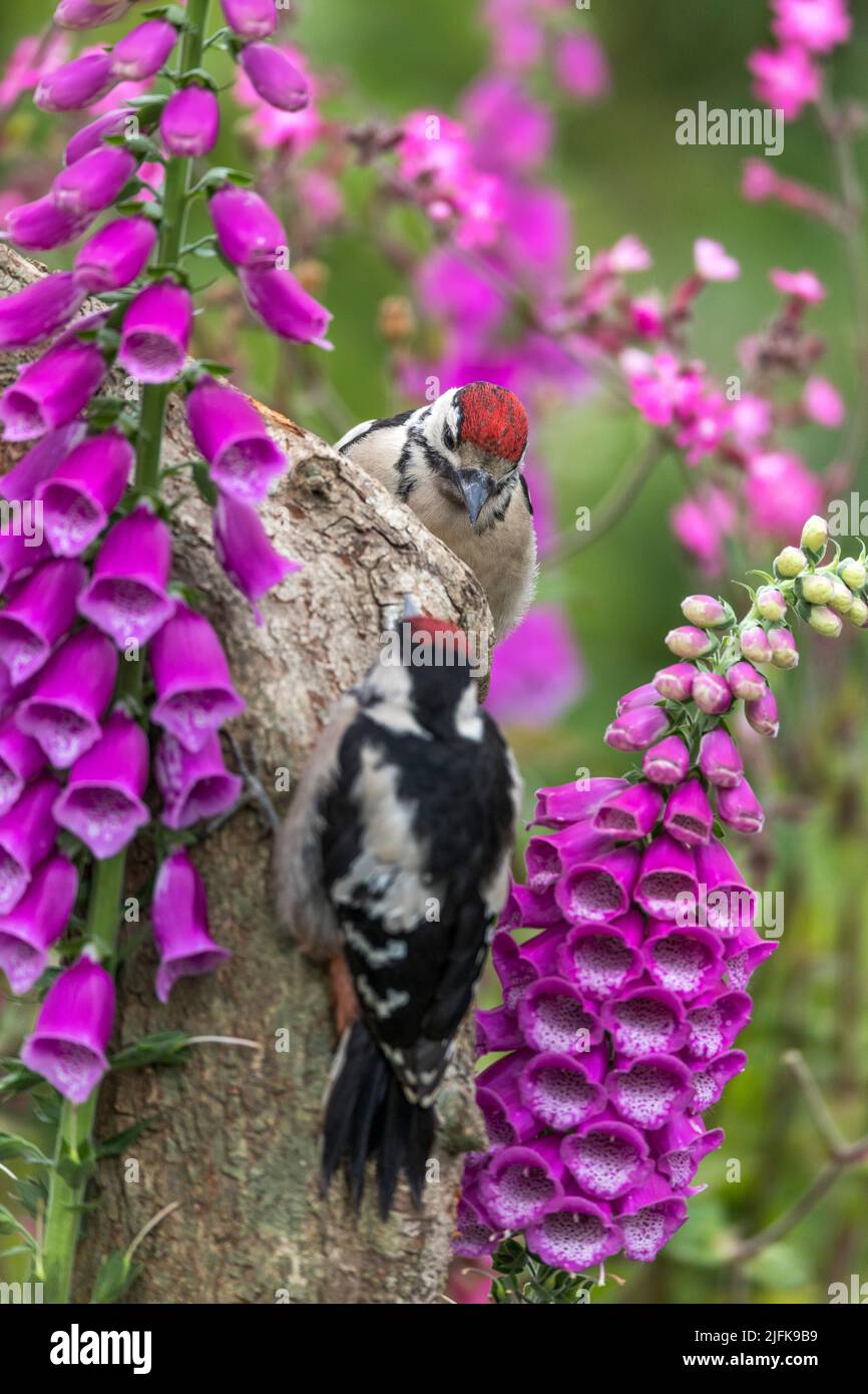 Great Spotted Woodpecker; Dendrocopos Major; Two Young; Reino Unido Foto de stock
