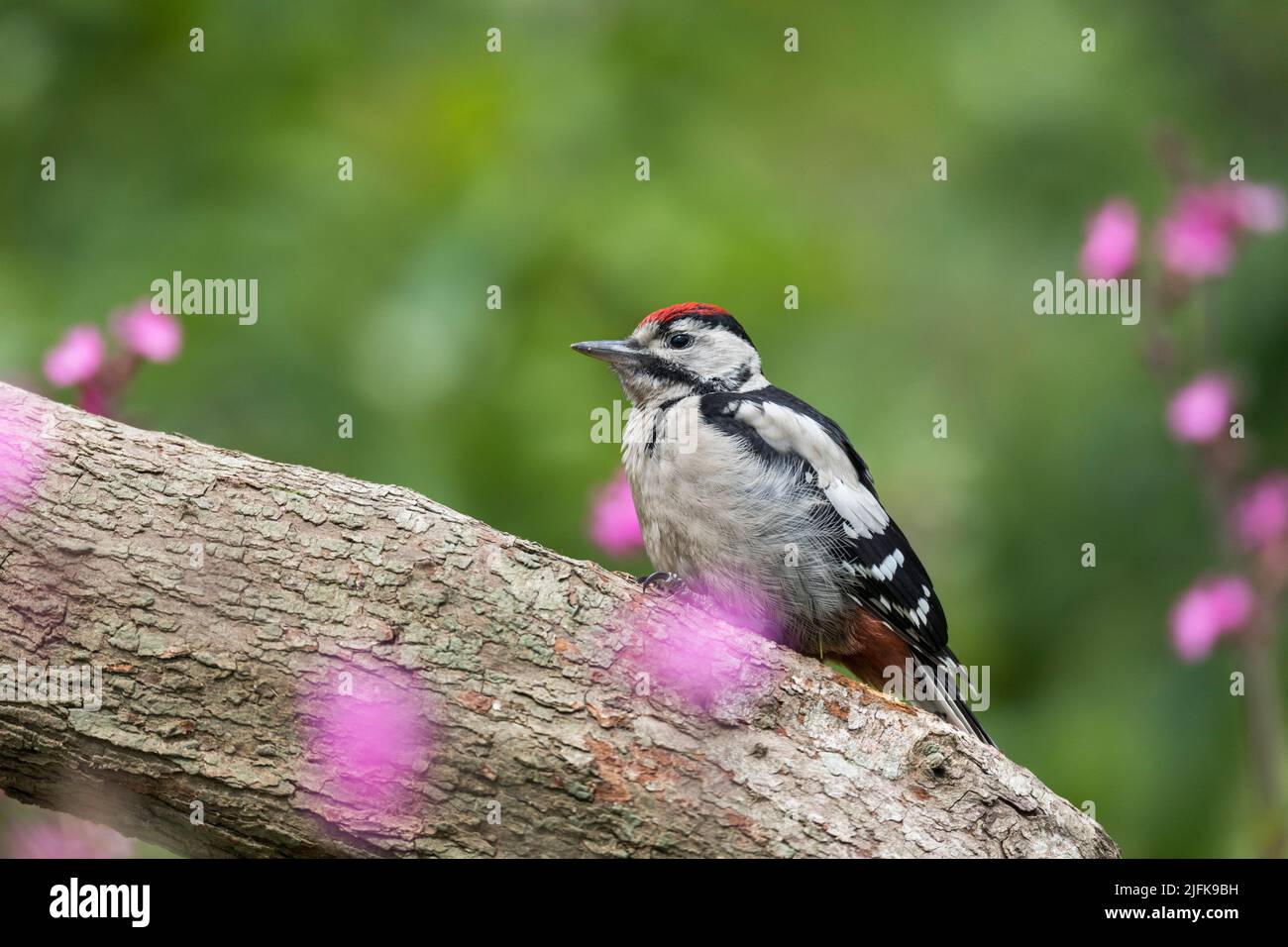 Great Spotted Woodpecker; Dendrocopos Major; Young; Reino Unido Foto de stock