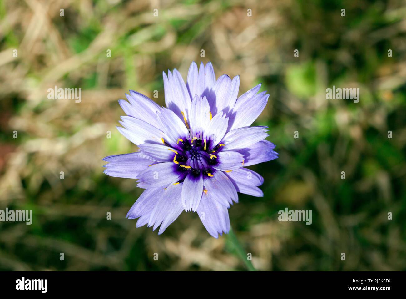 Macro imagen de una flor de caerulea de origen hundido. Foto de stock