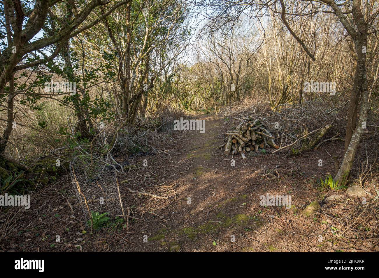 Woodland Path a principios de primavera; Reino Unido Foto de stock